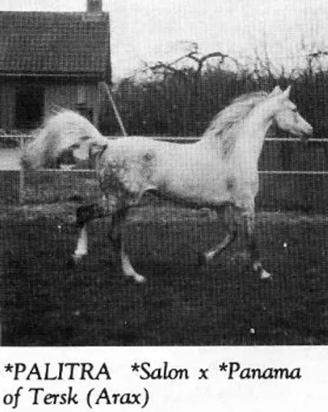 *Palitra