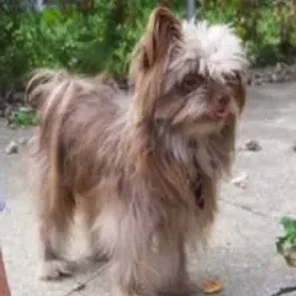 Brusselranian (Designer Dog)