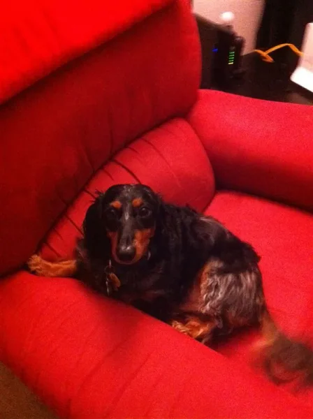 Rudy