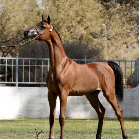 Dominic M: Unanimous Champion Scottsdale Signature Stallion Yearling Colt