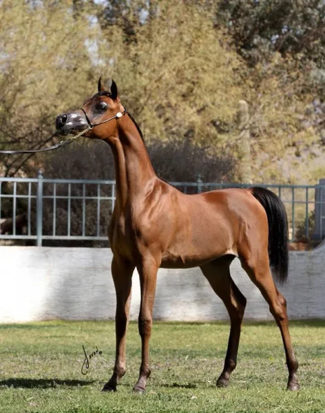 Dominic M: Unanimous Champion Scottsdale Signature Stallion Yearling Colt