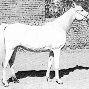 Muneera