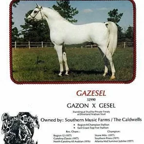 GAZESEL+