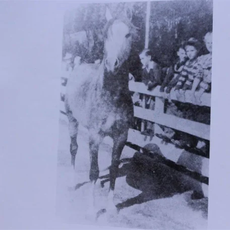Echo (Raseyn x Rifnetta) grey stallion, foaled February 7, 1947
bred by United States Government