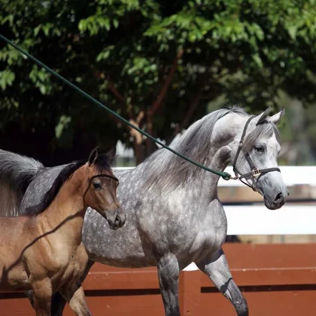 Livia with her first foal sired by Stival.