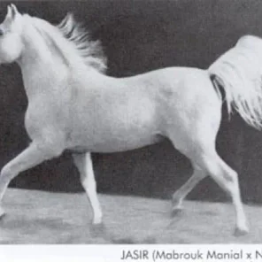 Jasir