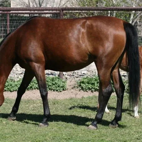 Pinga & 2009 Enzo colt