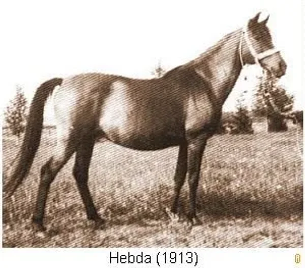 Hedba