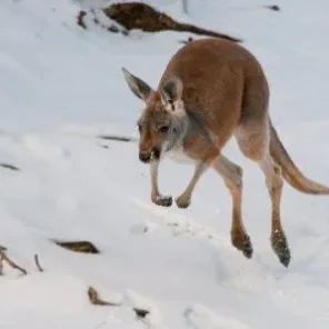 Animals in Winter We Domesticate