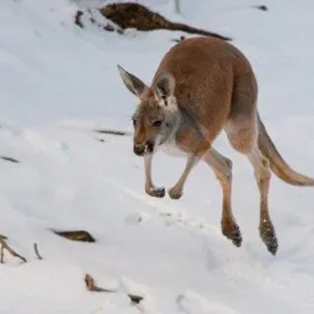 Animals in Winter - the contrast creates some of the most beautiful pallets