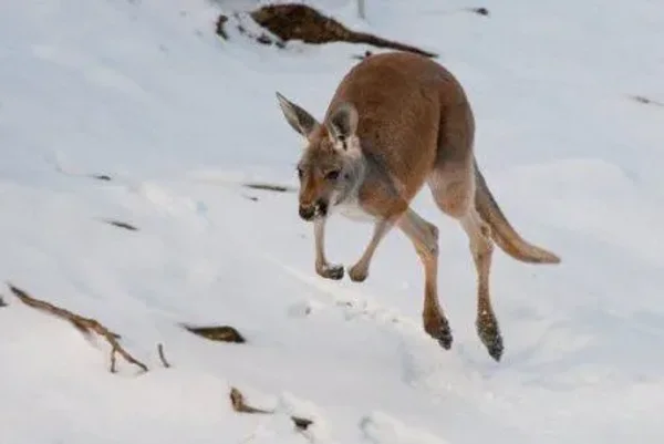 Animals in Winter - the contrast creates some of the most beautiful pallets