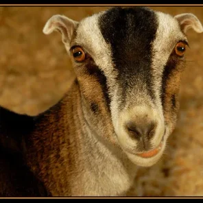 American Lamancha