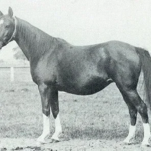 Gazella II