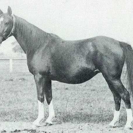 GAZELLA II (Kohejlan x Abra by Anvil)