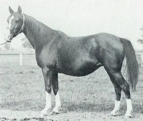 Gazella II
