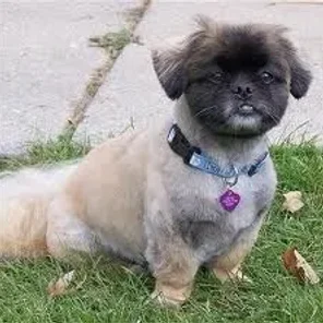 Peek-a-poo (Designer Dog)