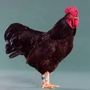 Rhode Island Red
