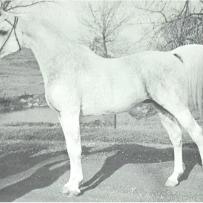 Haj-Amin