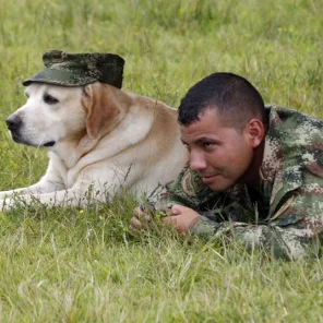 Memorial Day: Animals Among War Heroes Celebrated