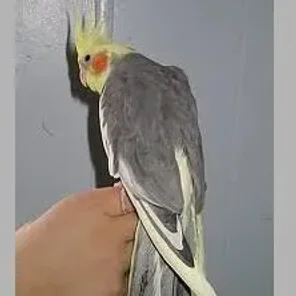 Light Pied Cockatiel