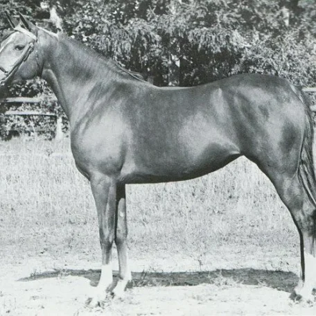DELAHARIN (Naharin {Gulastra} x Shirika by Shirik {Indraff}) ~ Dam of Red Tape