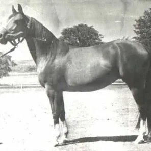 Elzunia