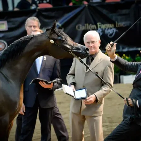 Pitonisa AS (Ever After NA x Psyches Amber Dream by Padrons Psyche)