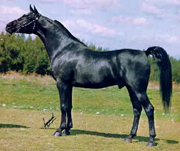 Prince Ebony - Malabar King