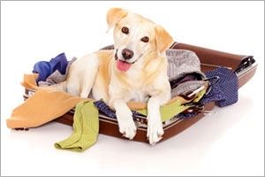 Top 10 Tips for Safe Air Travel with Your Pet
