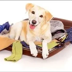 Top 10 Tips for Safe Air Travel with Your Pet