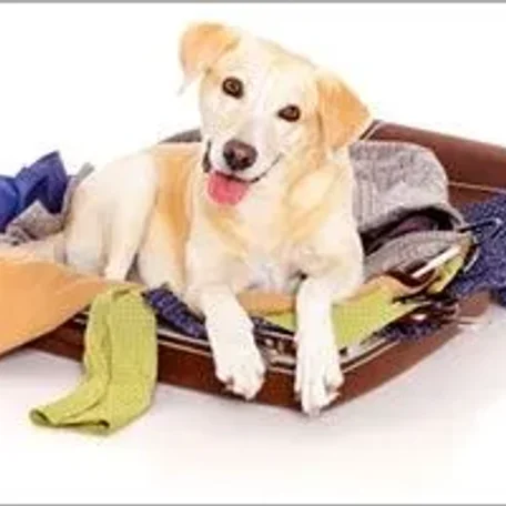 Top 10 Tips for Safe Air Travel with Your Pet