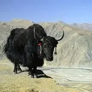 Black Yak