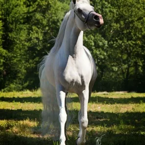 SI Prince Ali Shiraz