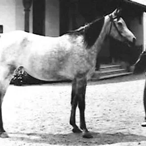 Mamlouka