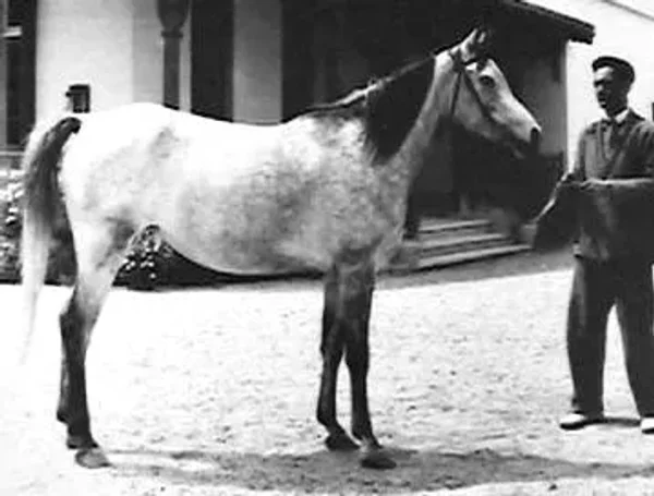 Mamlouka