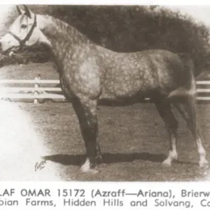 Azlaf Omar