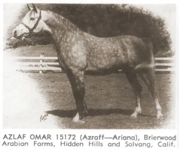Azlaf Omar