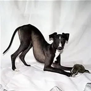The Italian Greyhound