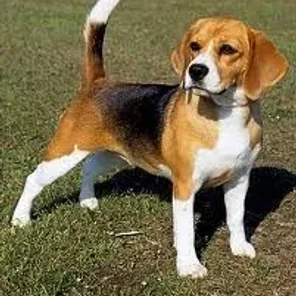 Beagle