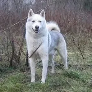West Siberian Laika