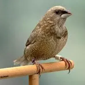 Society Finch