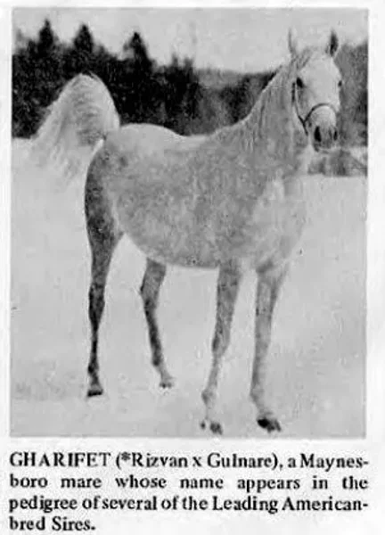 Gharifet