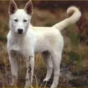 Sakhalin Husky