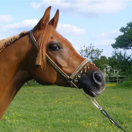Horse (Arabian)