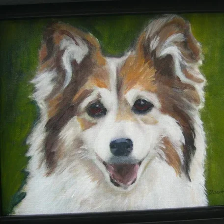 Portrait of Shinfu, a corgi-sheltie mix from Ontario, Canada
