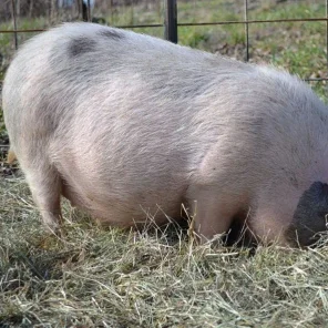 OatWheat's Little Miss Sunshine