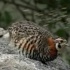 Tibetan Partridge