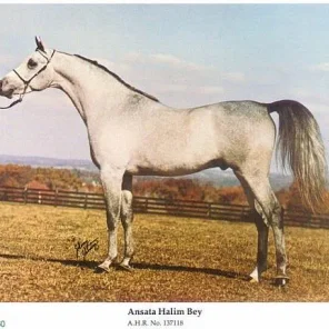 ANSATA HALIM BEY+