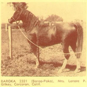 Baroka