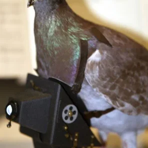 Memorial Day: Animals Among War Heroes Celebrated